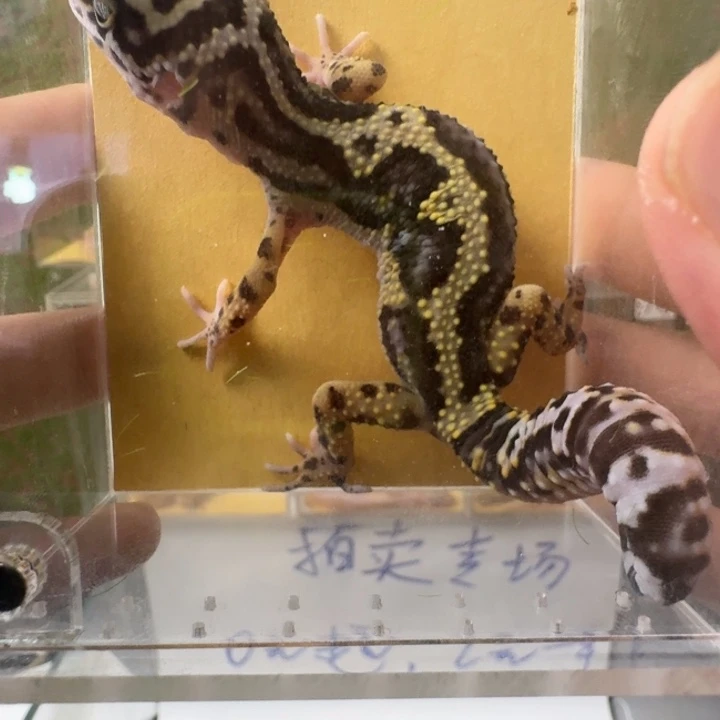 豹纹守宫土匪开搞！