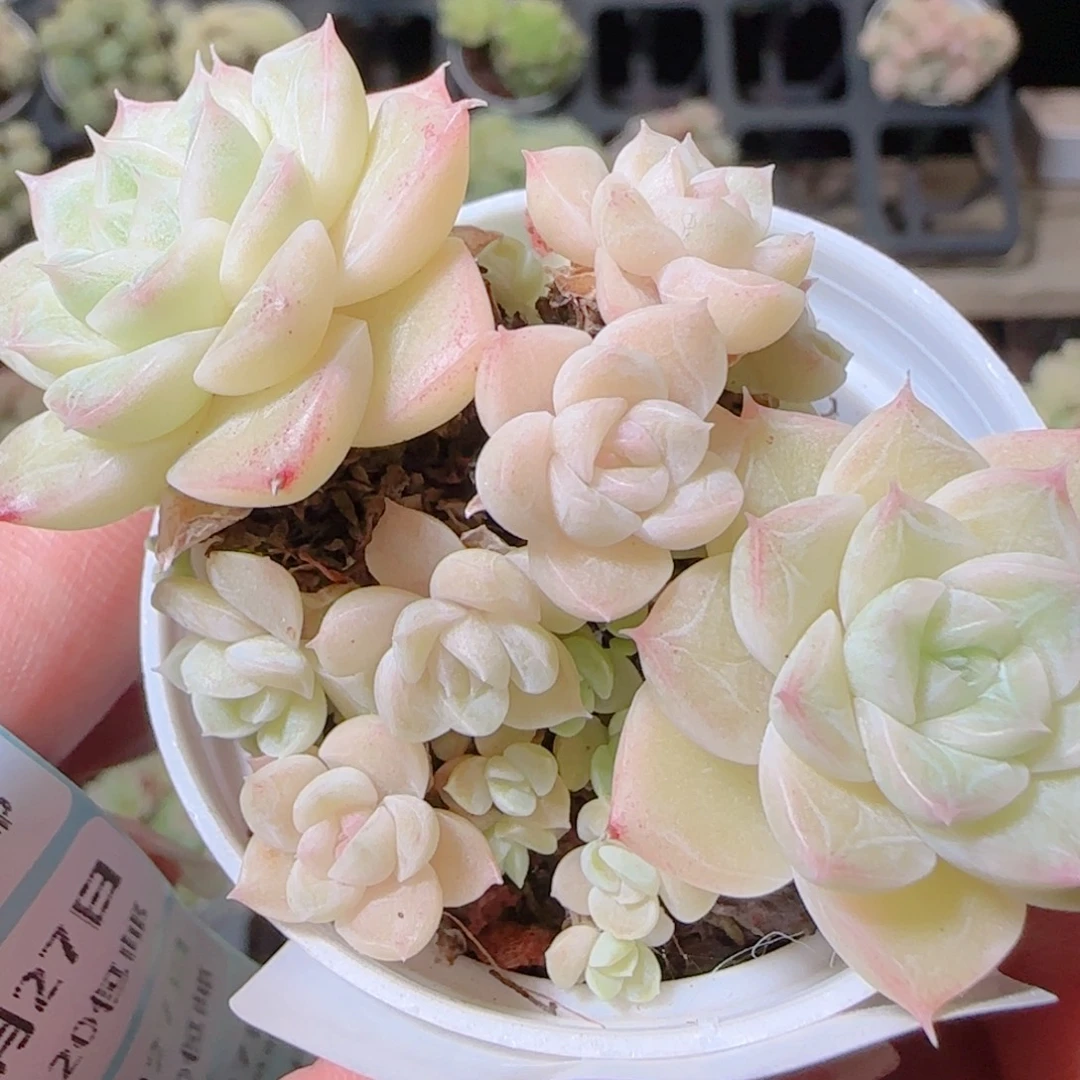 花语逸镜1027-239散