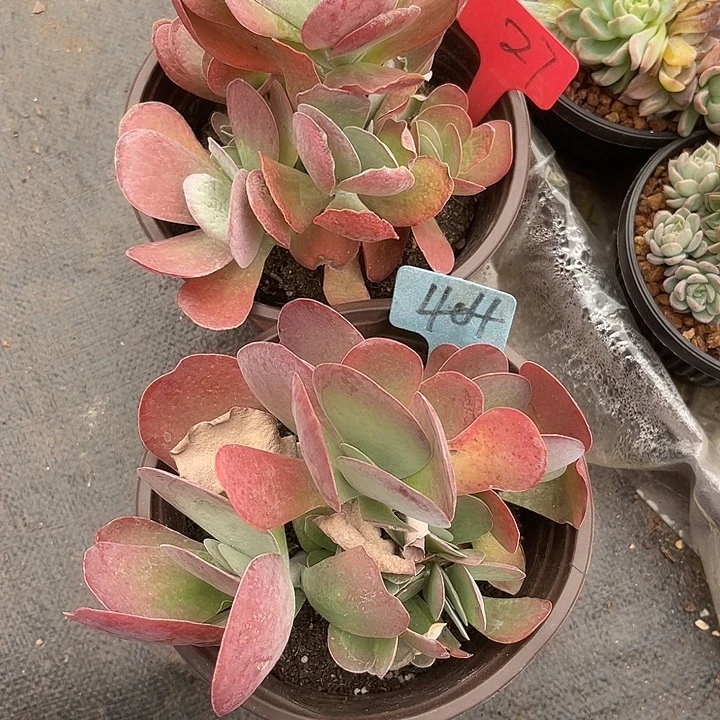 (***)两单包邮，一物一拍，404,27