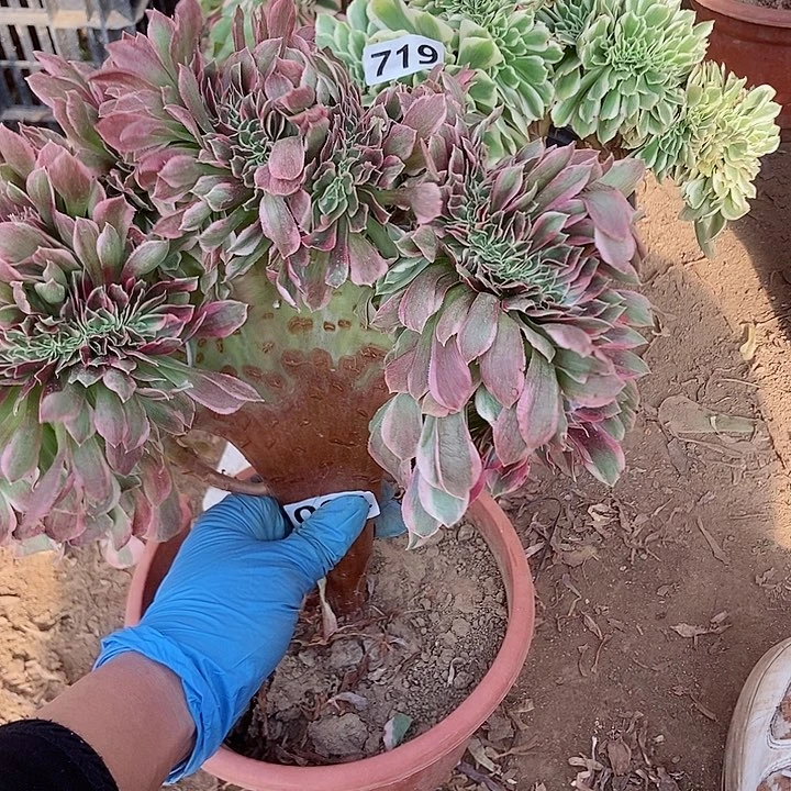 004女神缀化老板子