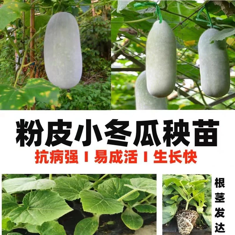 精选冬瓜秧苗栽盆栽地栽阳台蔬菜种苗