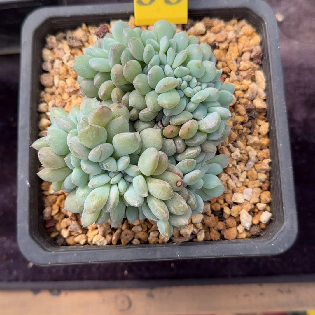 望***安星影缀化一物一拍33