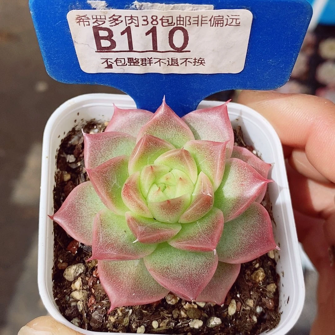 新品5-6cm多肉植物