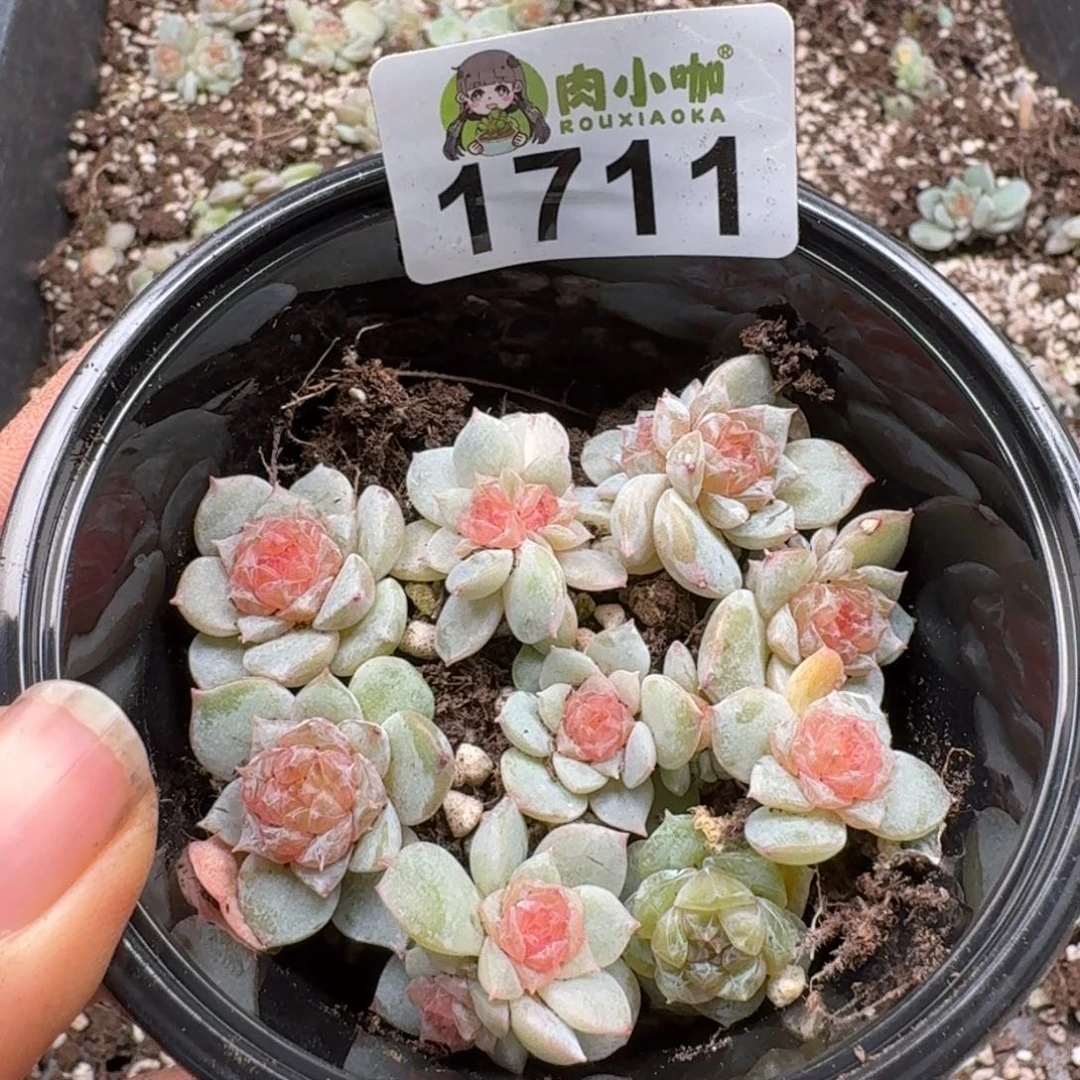 多肉植物多肉植物