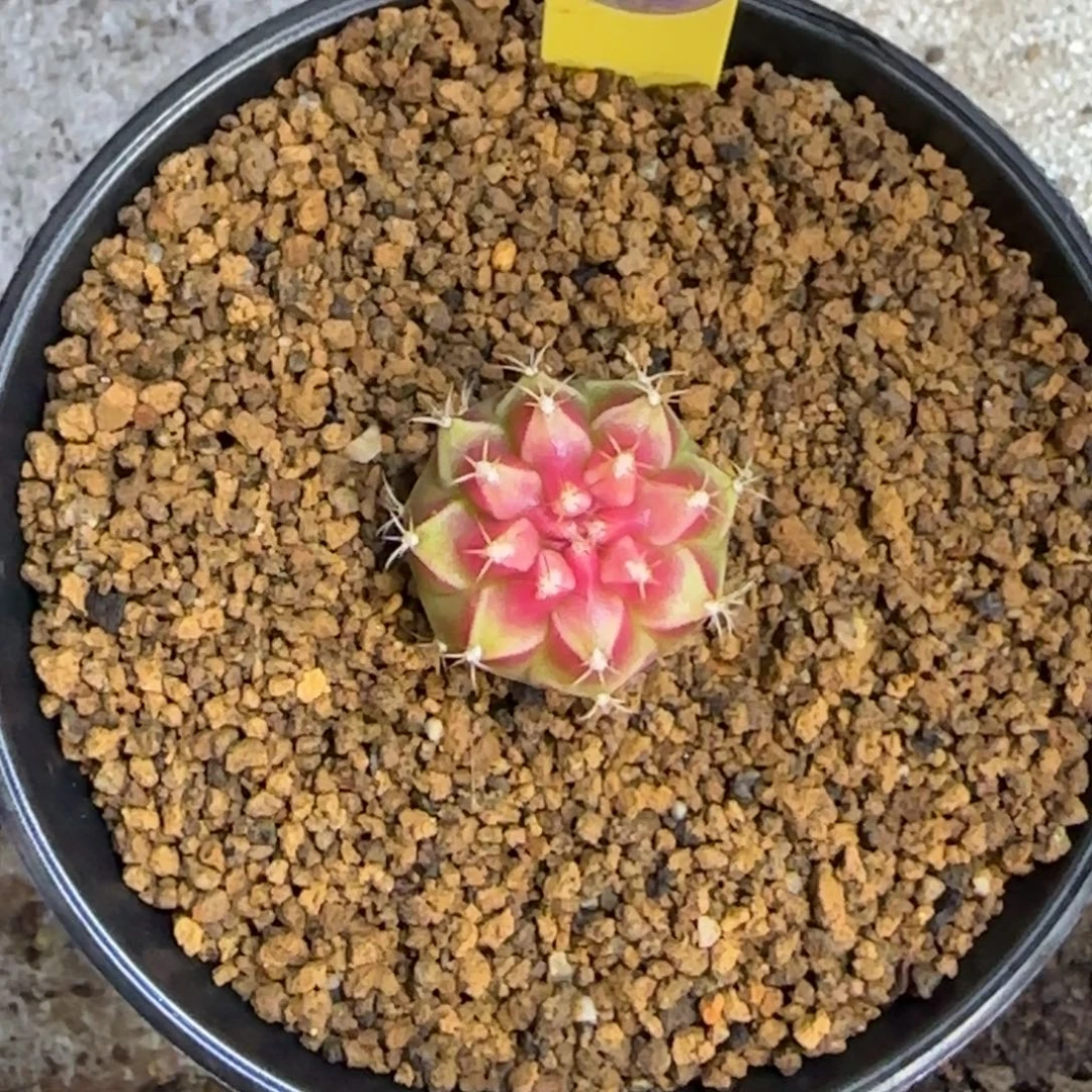 泰系名品侧芽小红帽238号