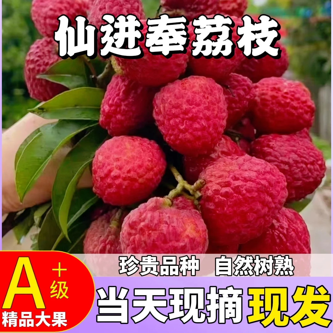 【两广地区专拍】仙进奉荔枝新鲜现摘当季水果高端送礼精品整箱