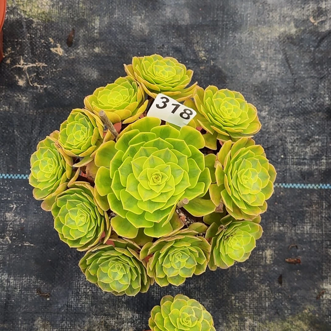 318雨河法师植物多肉