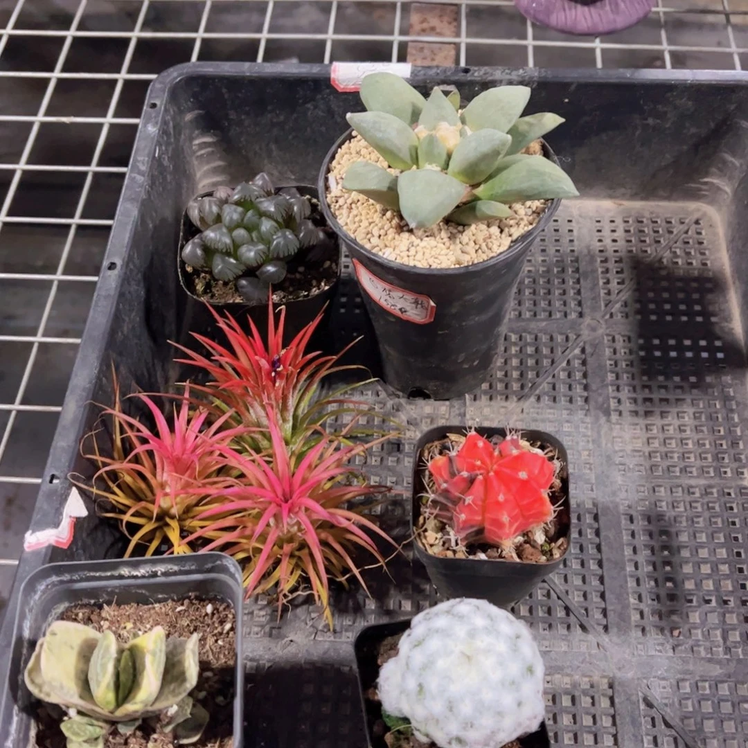 多肉880多肉植物，