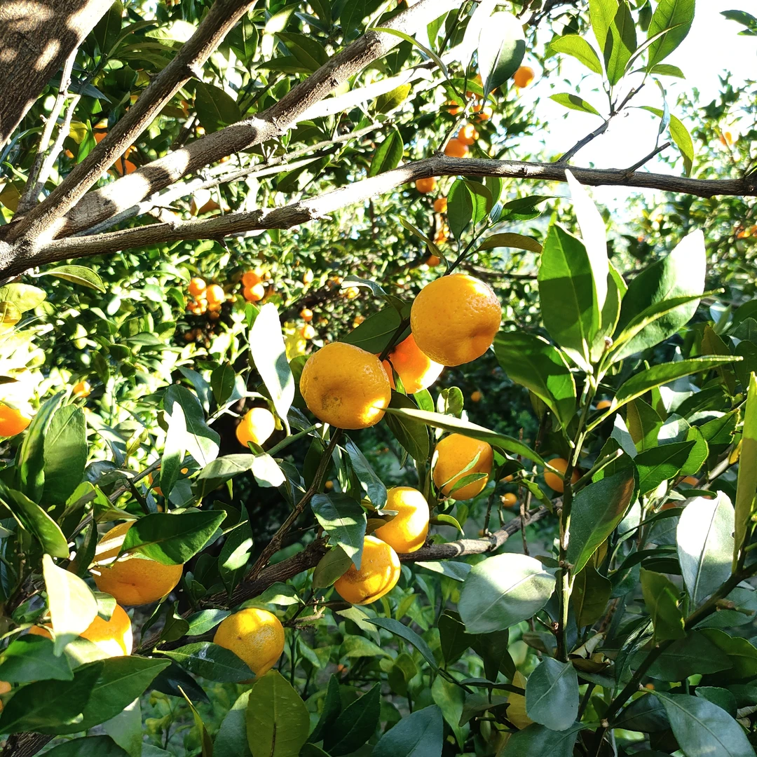 广西罗城应季水果大集合