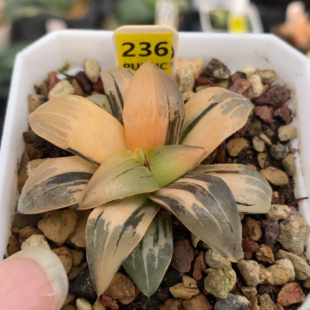 236红纹寿锦一物一拍