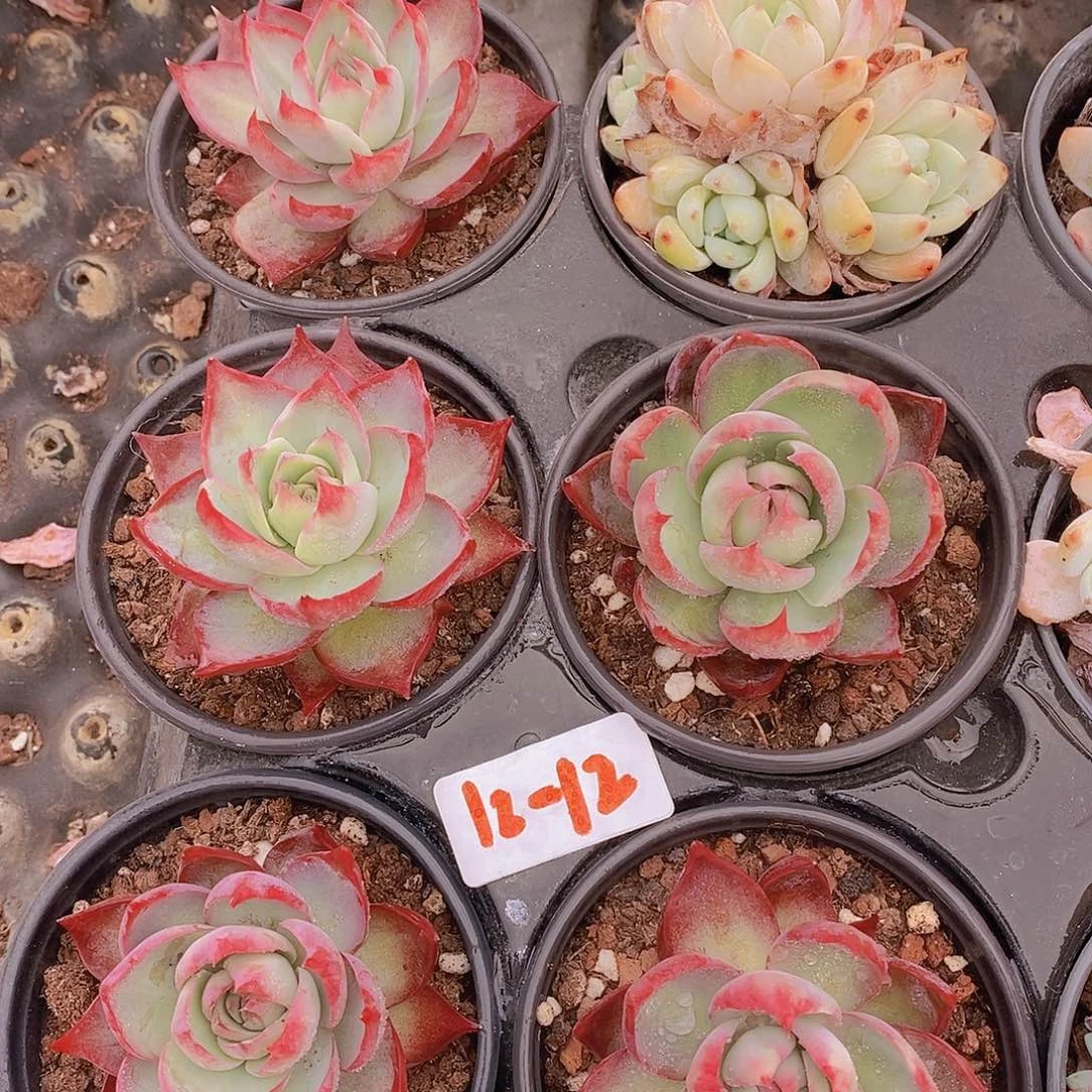 12-12惊鸿福利一颗量拍