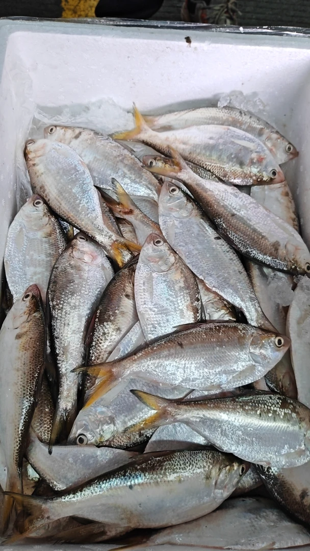 湛江新鲜  海黄鱼  油刺鱼（小刺多） 5斤  一斤3条  顺丰发货
