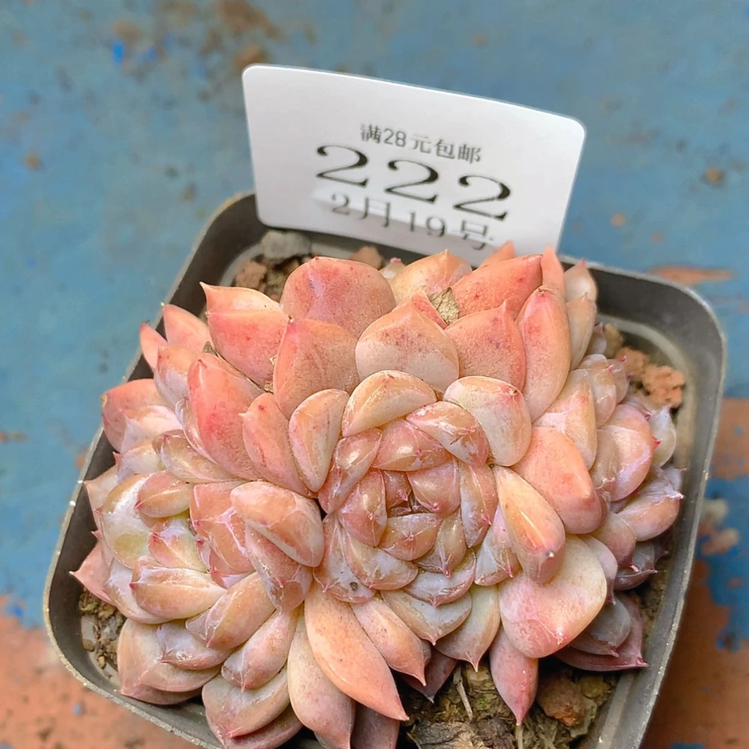 【闪购商品】云222