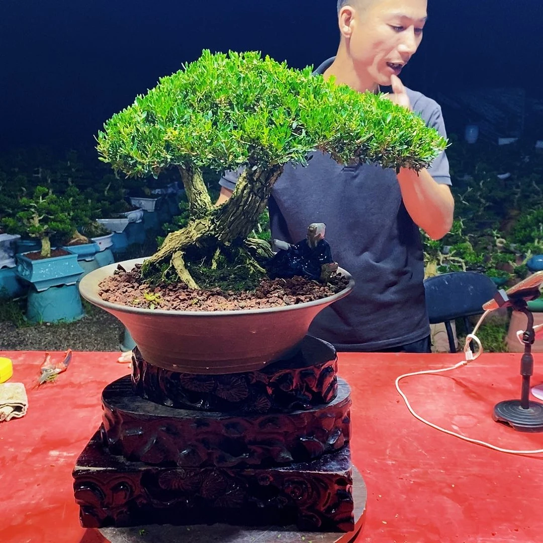 当前无花朵,栽培后可花朵广东雀舌黄杨盆景