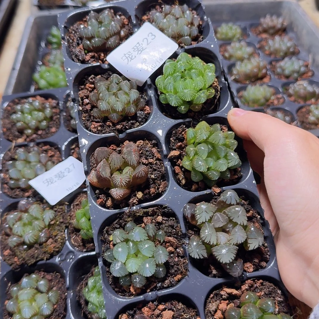 直播福利一物一拍23