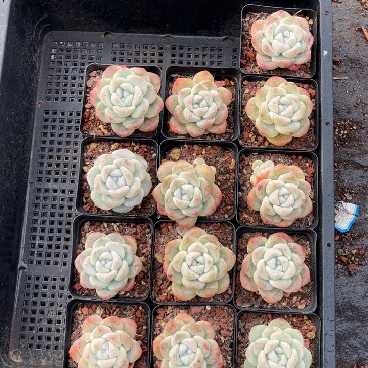 冰玉多肉七方盆一组冠幅保底5厘米13个5号