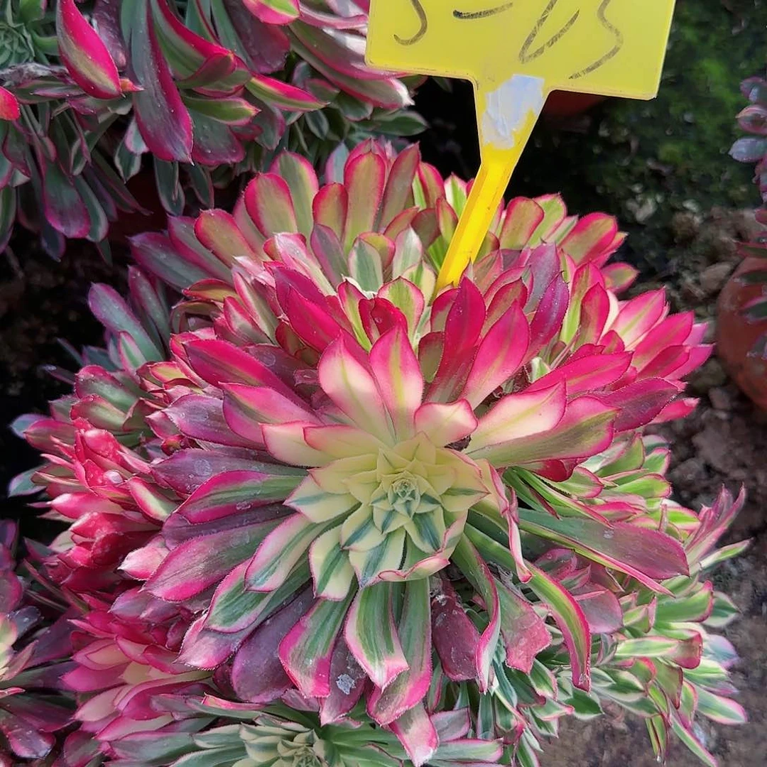 5-23--+多头多肉植物