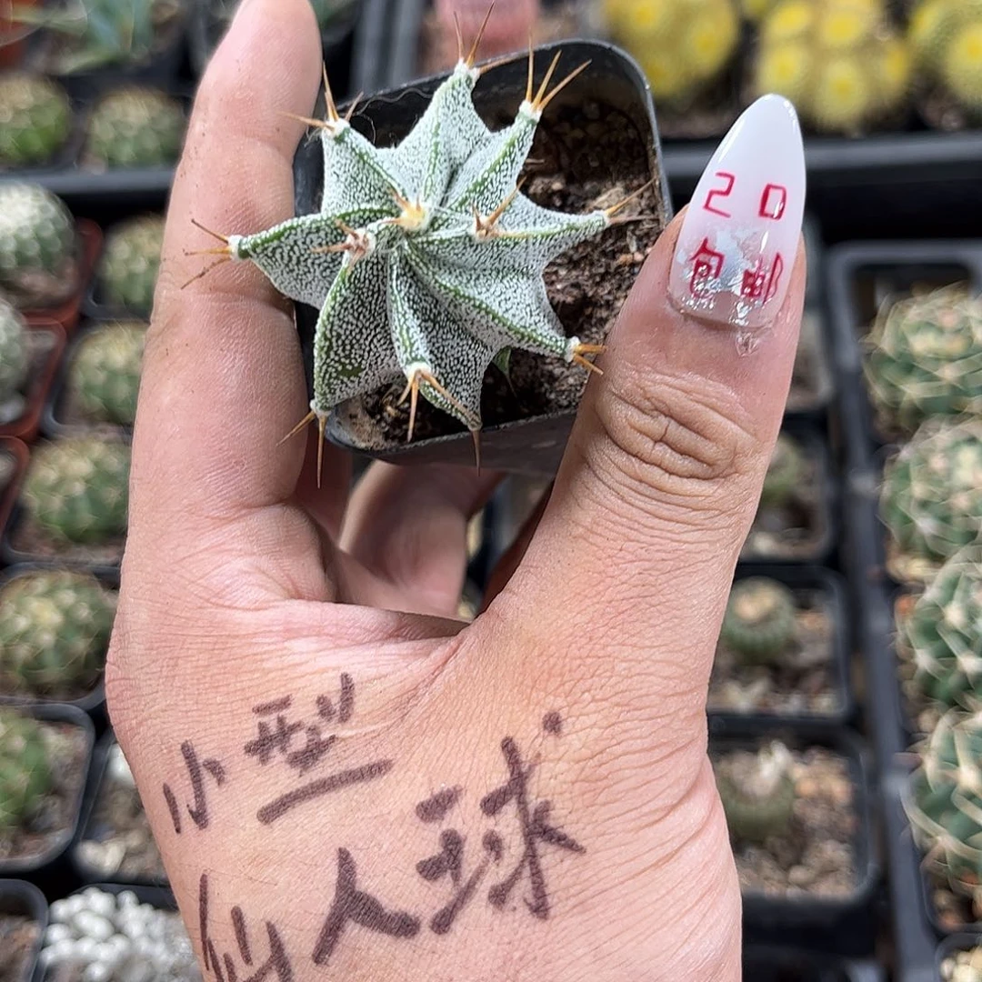 般若单头发货有根