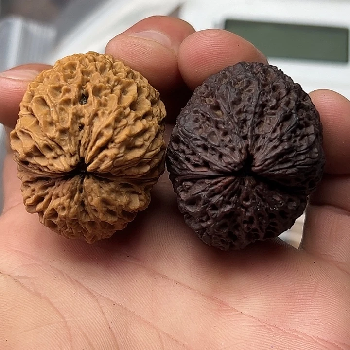 核桃54号铁狮子40尺