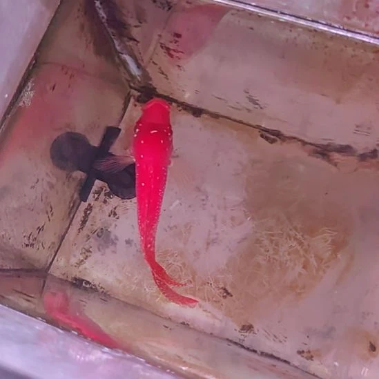 海水鱼22222222222