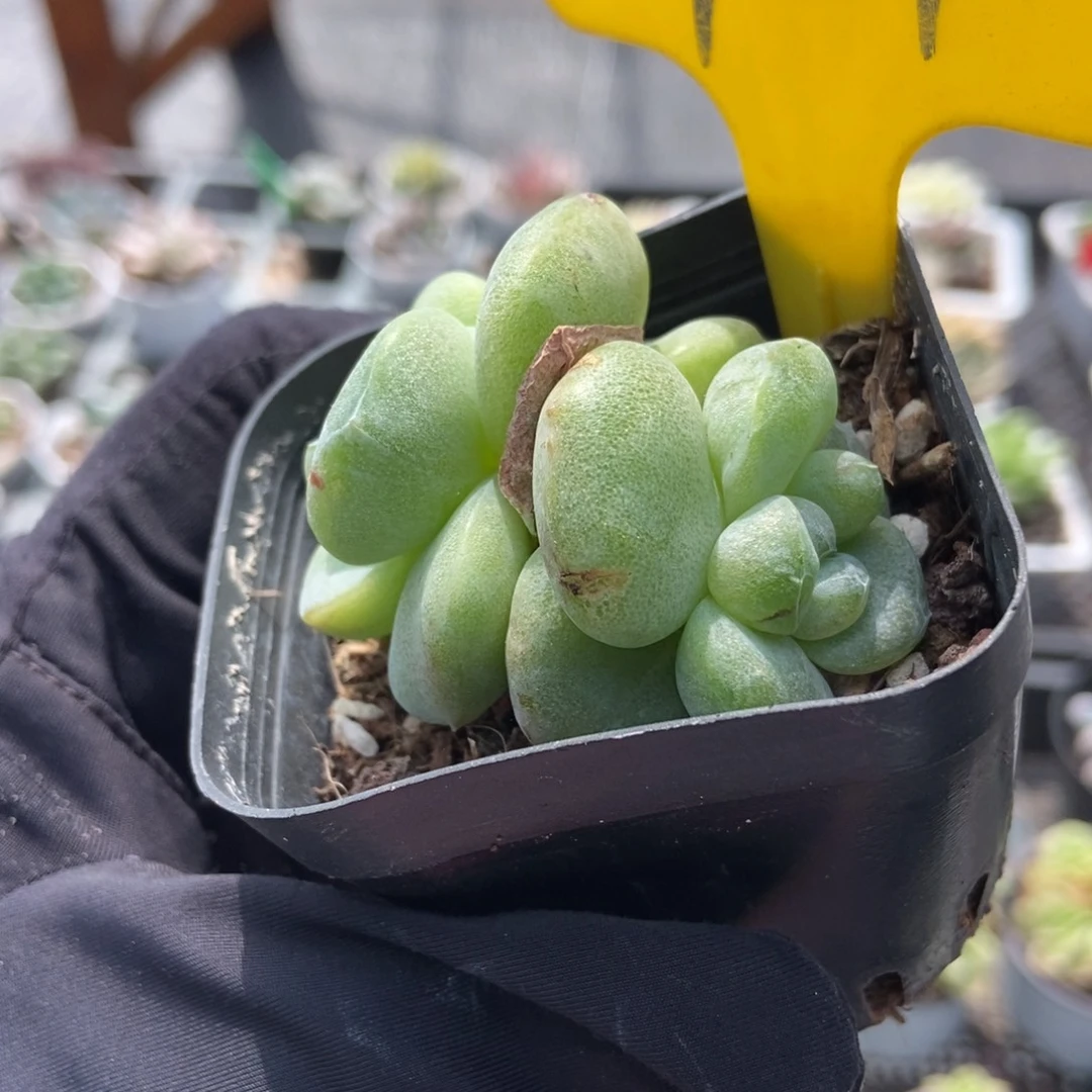 951石化冰玉多肉植物