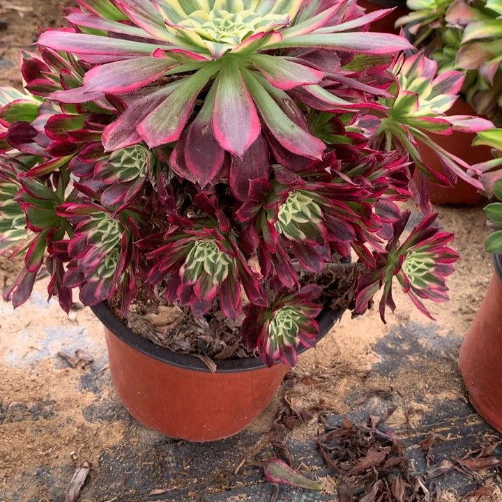 秋*470多肉植物一物一拍