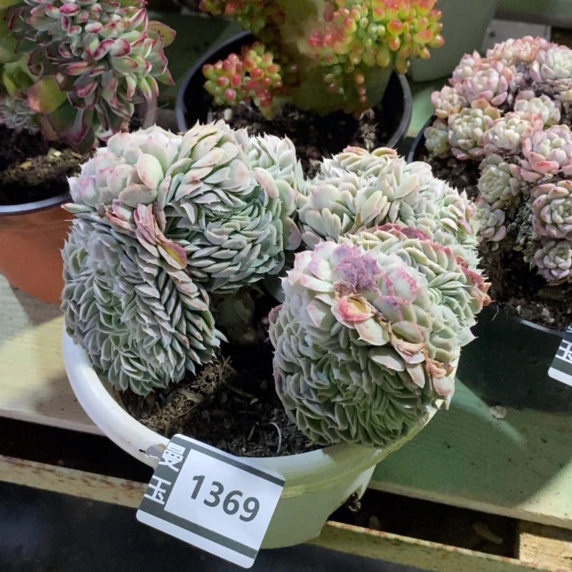 【闪购商品】忘*草香妃月影缀1369