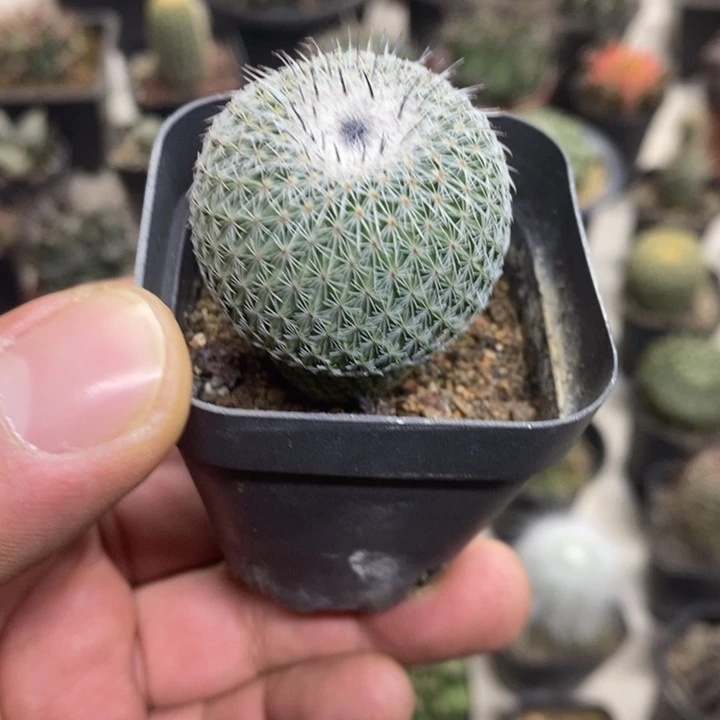 乌月丸特价福利包邮