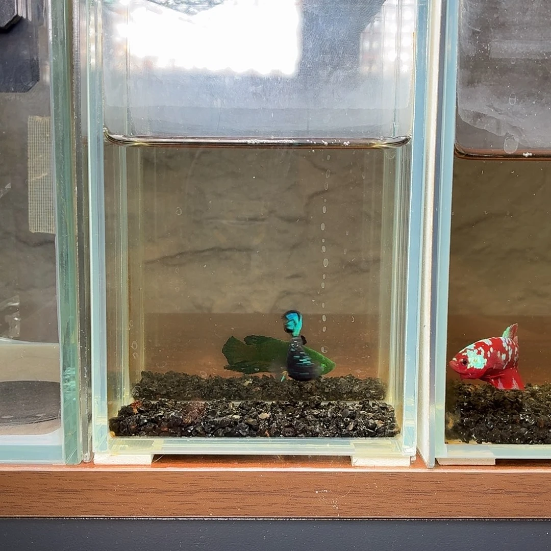 斗鱼暗黑将军公鱼