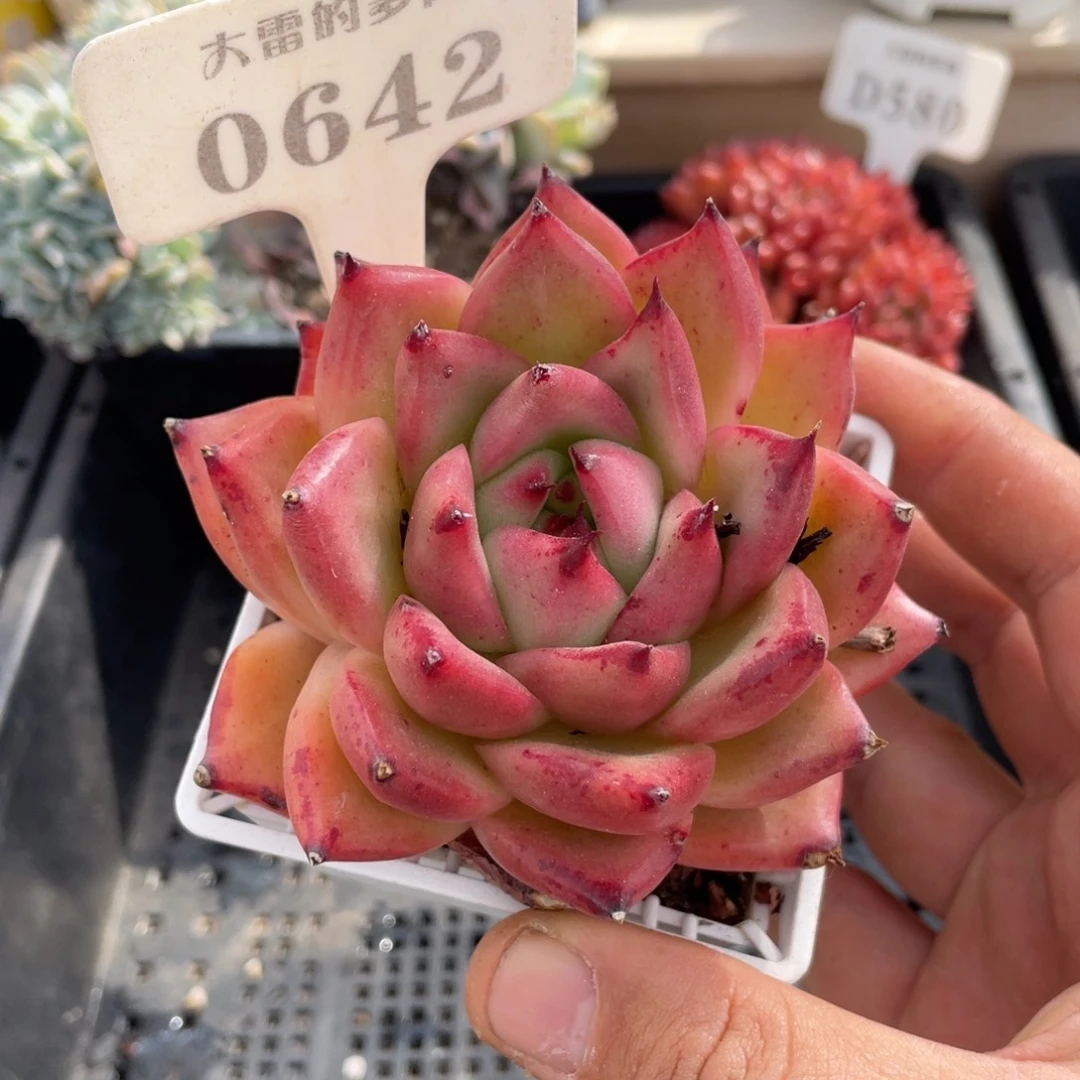 0642东云不带盆8厘米