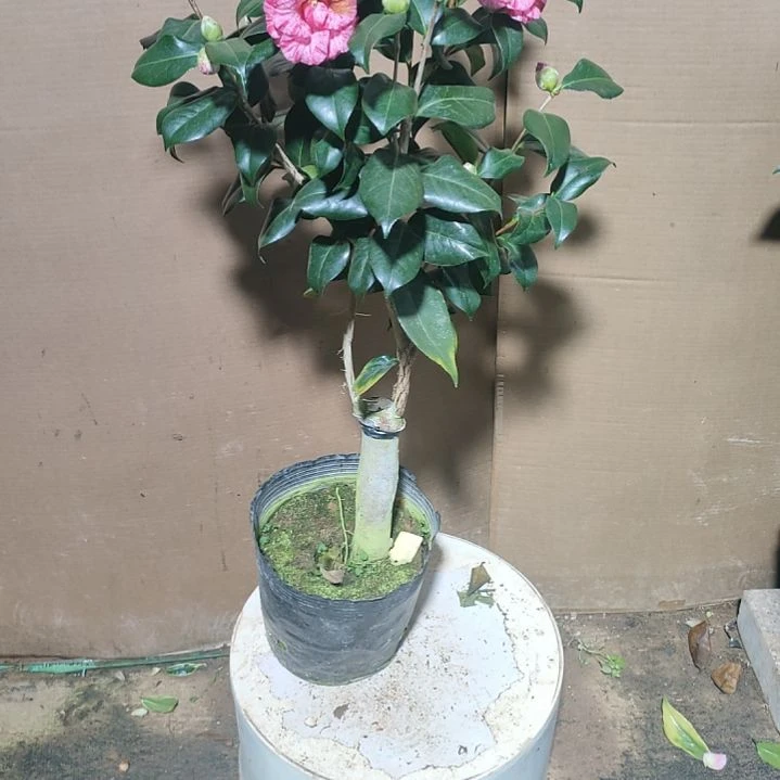 284唐锦，原盆原土发货，不包邮