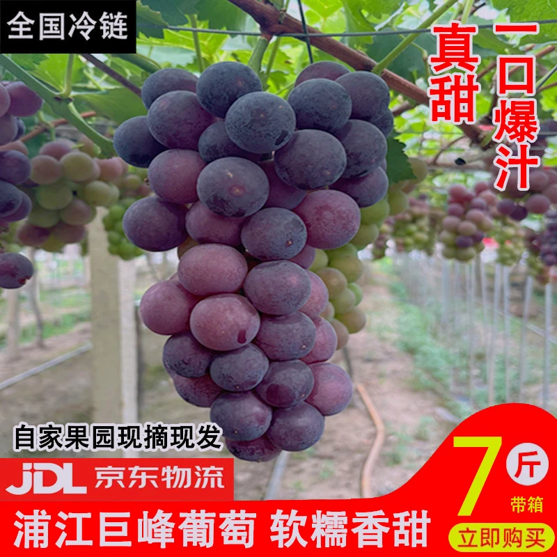 浦江巨峰葡萄自种当季新鲜水果产地直发饱满多汁整箱5斤京东冷链