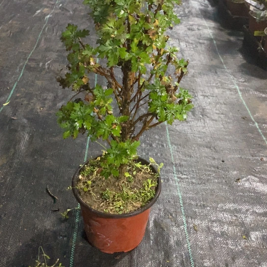 芳****无花朵盆景不售后58