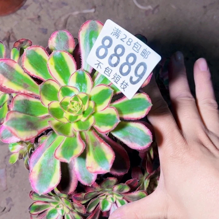 冰淇淋多肉植物法师8889