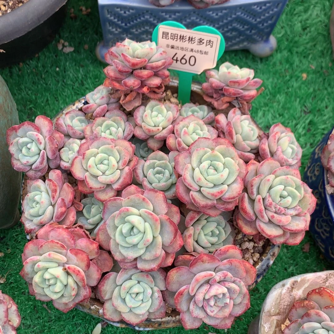 千山雪老桩无砍460