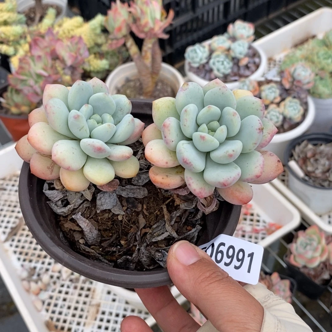 向***花6991花斑露一物一拍