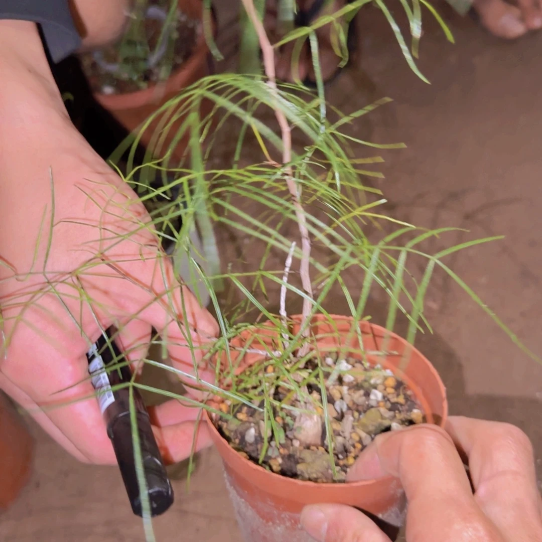 玉***缘块根植物块根植物