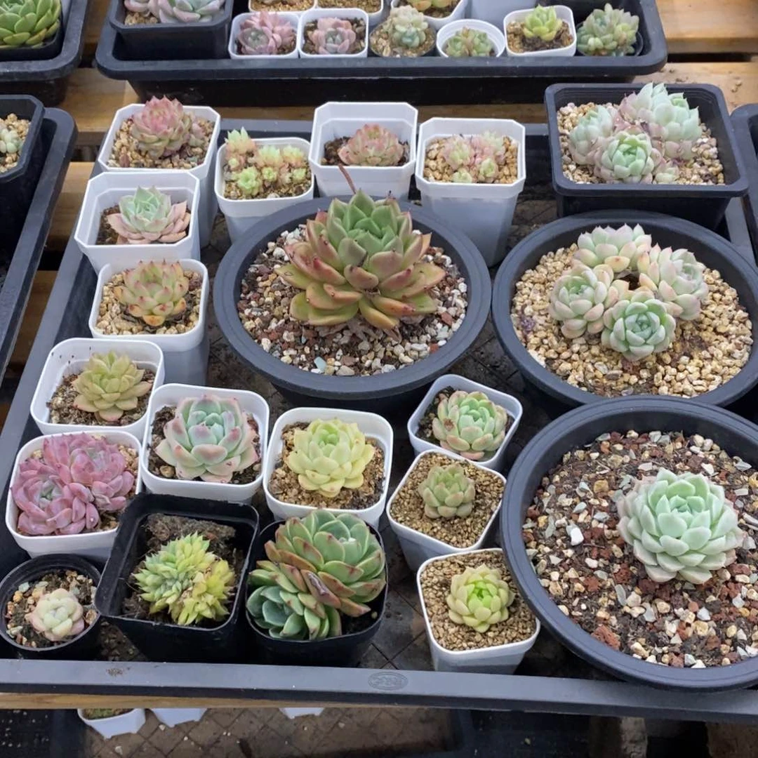 精品多肉一物一拍不包整103