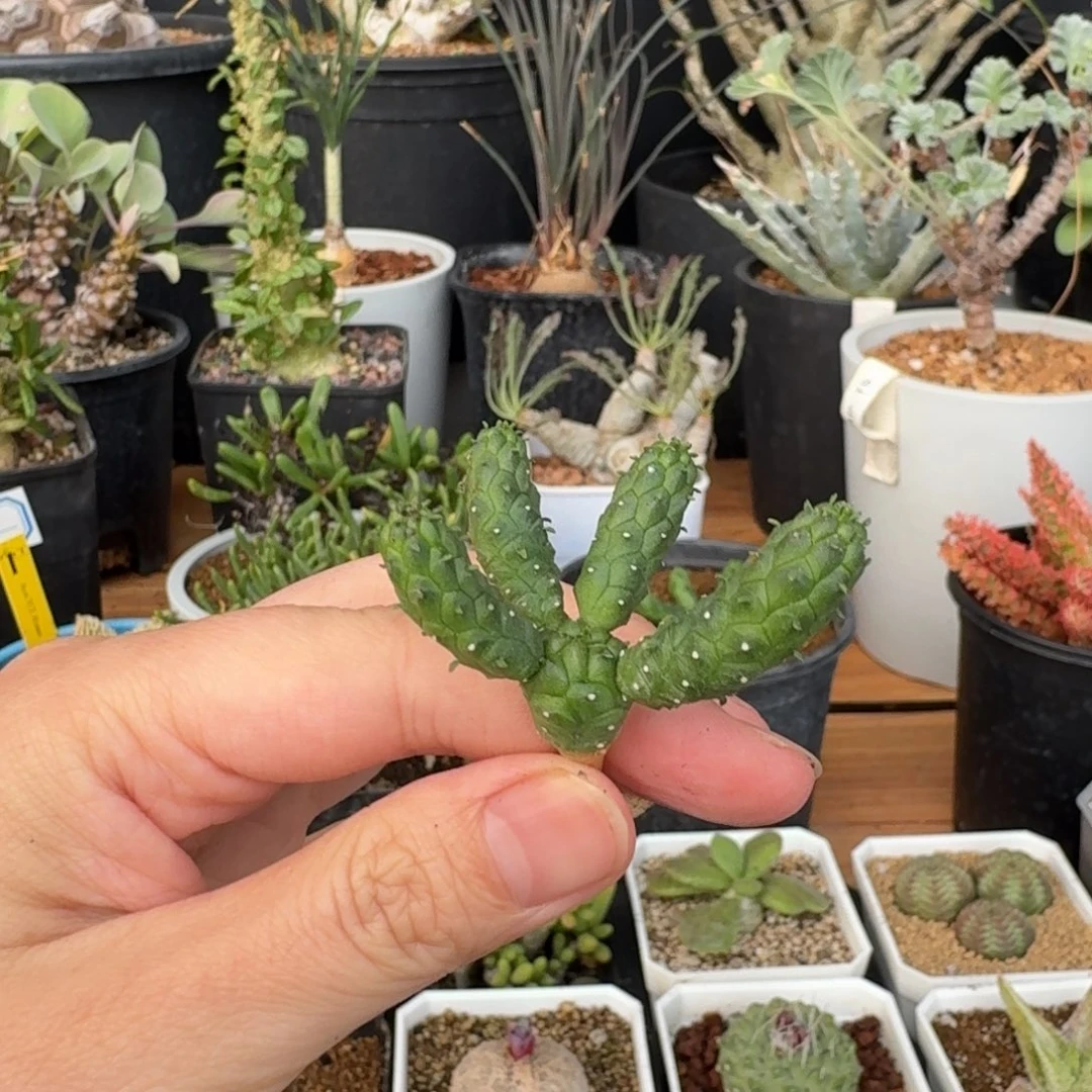 阎魔大戟一物一拍多肉植物