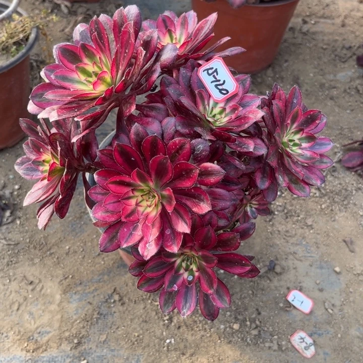 15-120香奶奶朵朵多肉植物