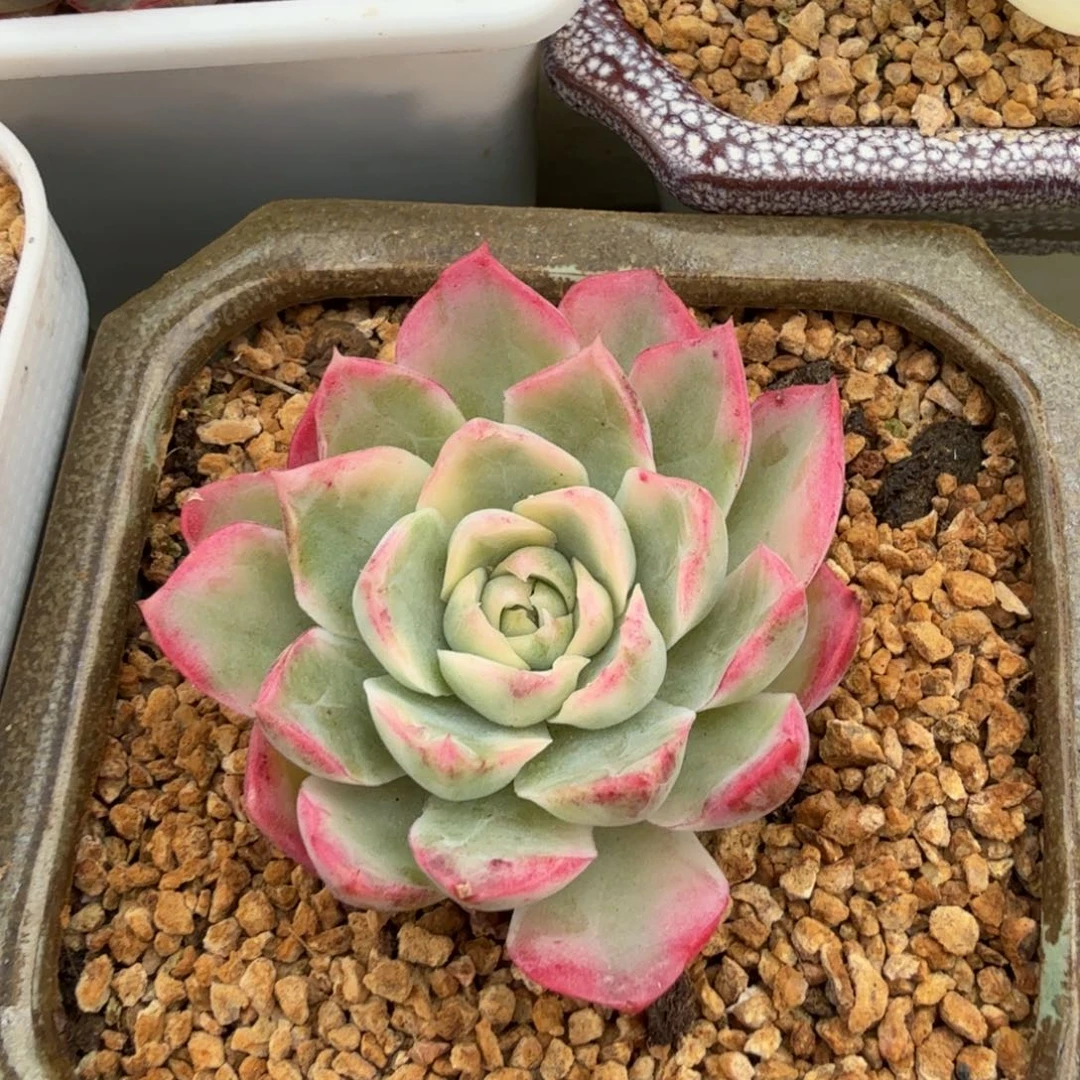 新品肉肉锦上园艺一物一拍