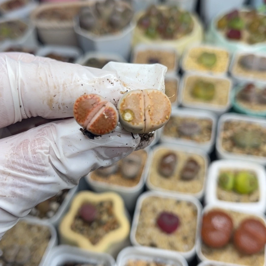 多肉植物一物一拍有伤28