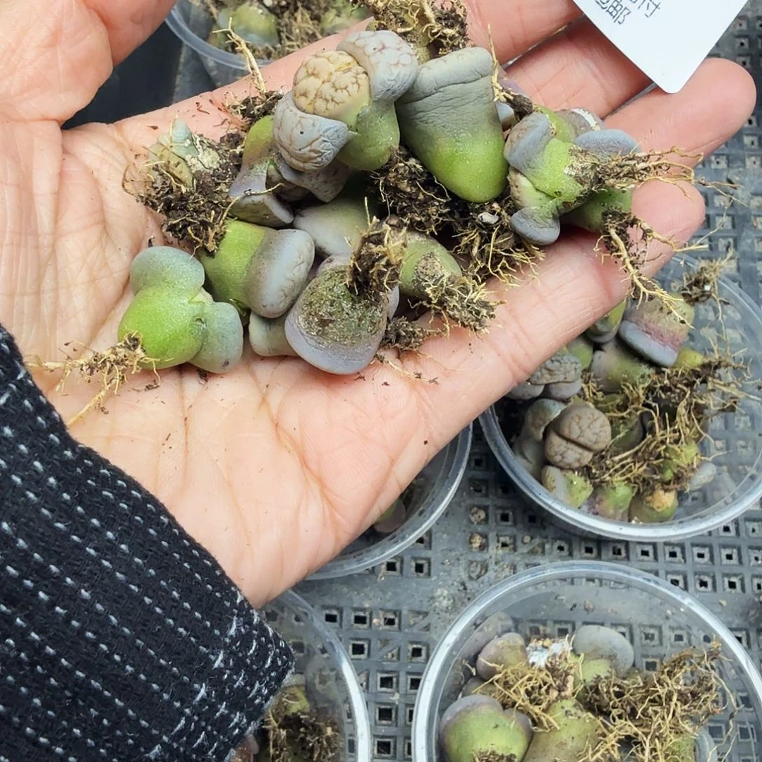 哈哈笑不出话就笑332这个