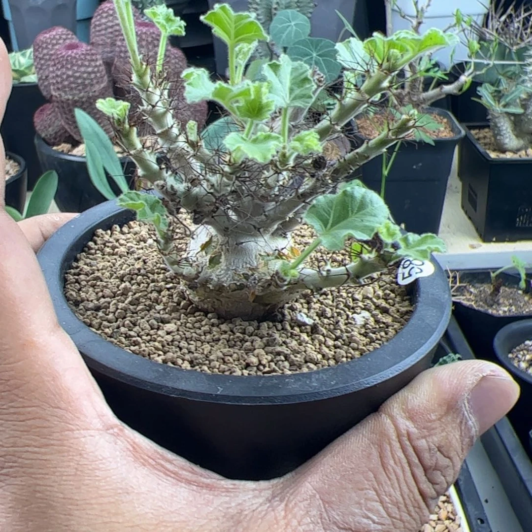 索马里麻风树一物一拍带盆发