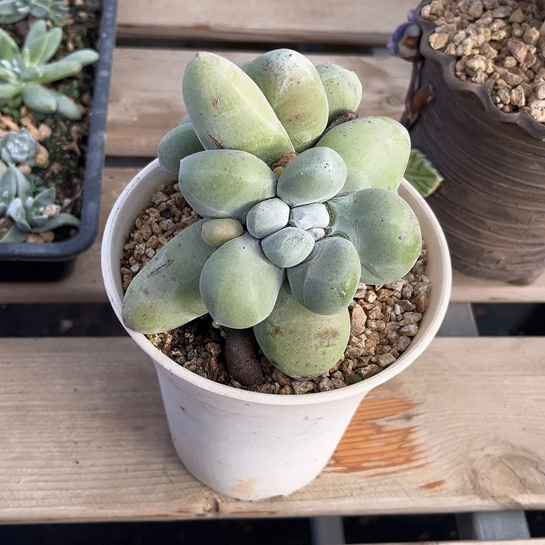 小鹿多肉一物一拍