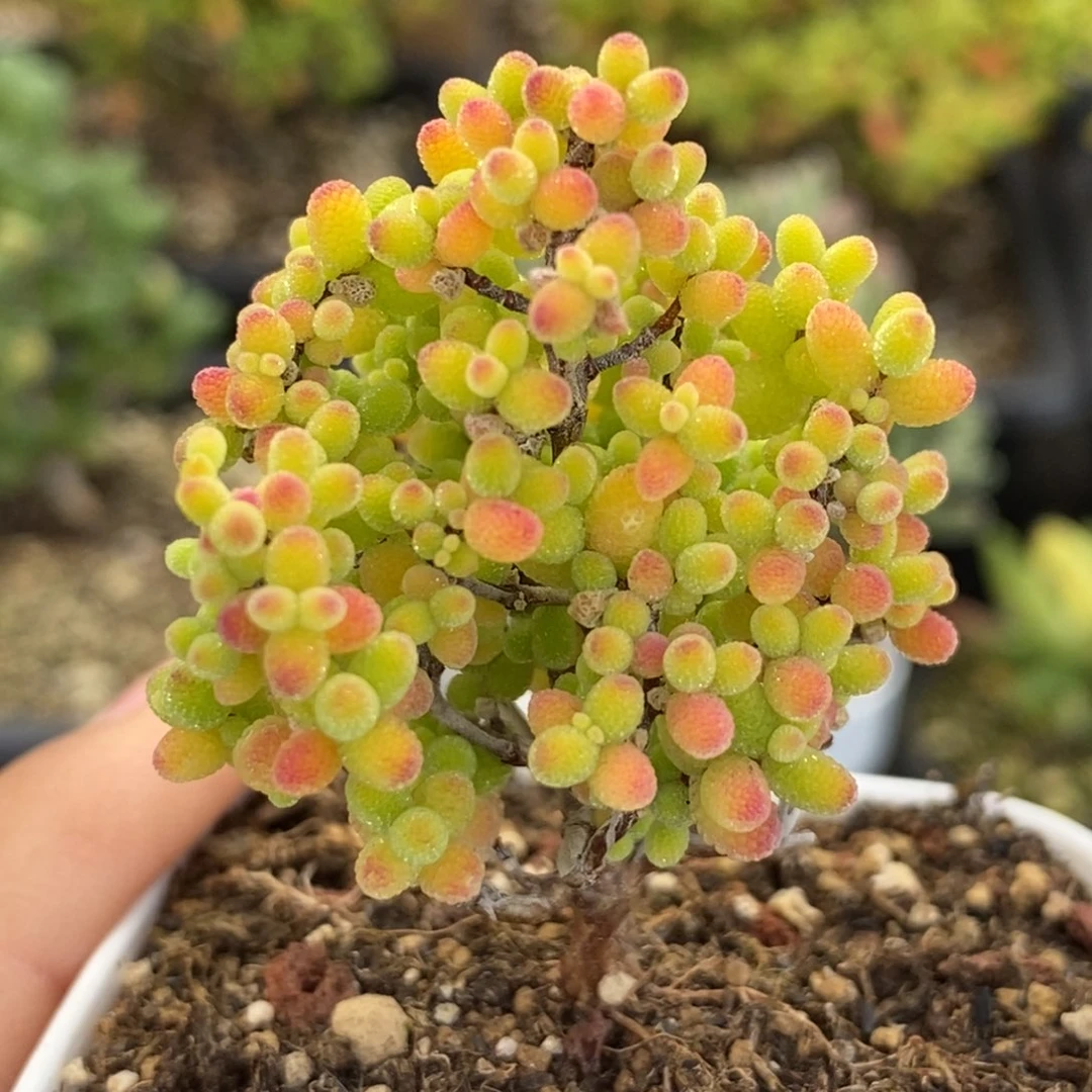 120蜜橘。