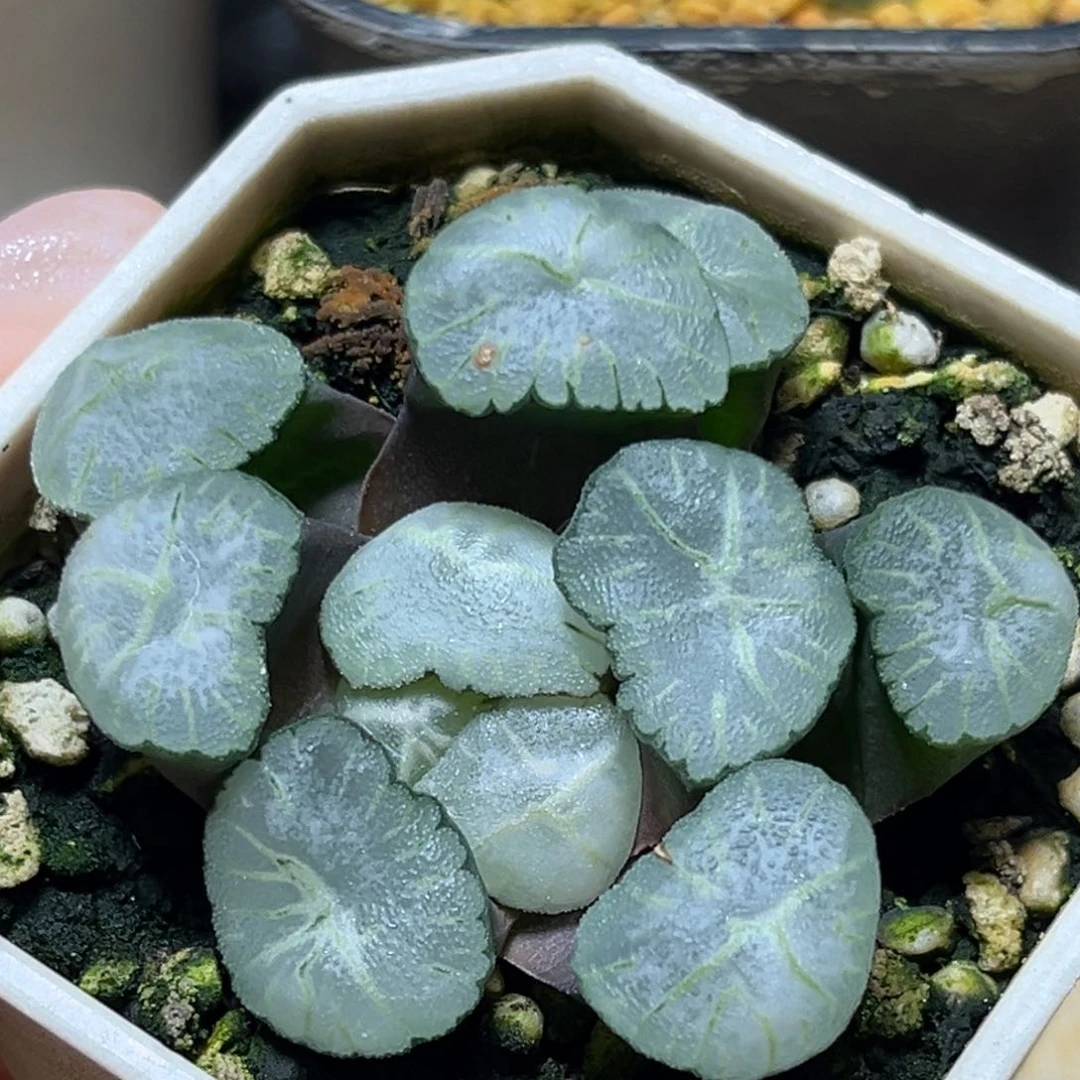 恭喜发财大吉大利0433