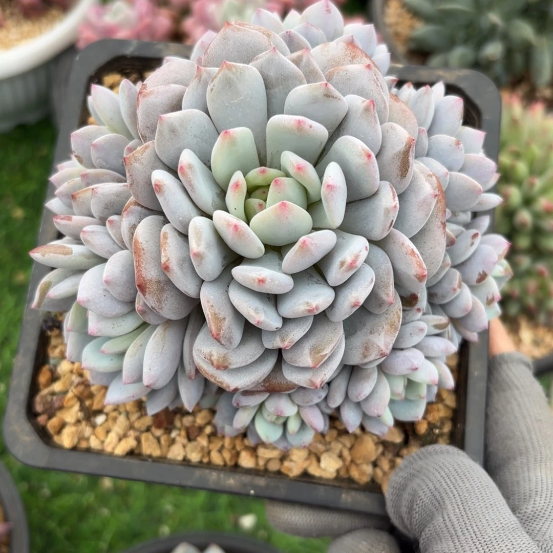 星星橙88888888888