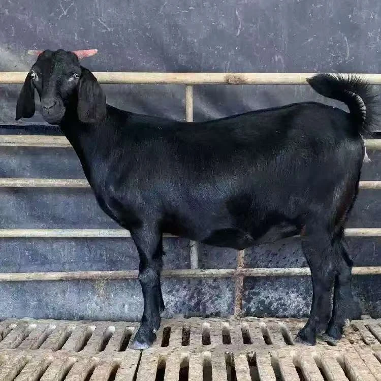 3个纯天然真黑山羊家居摆设装饰品黑山羊标本