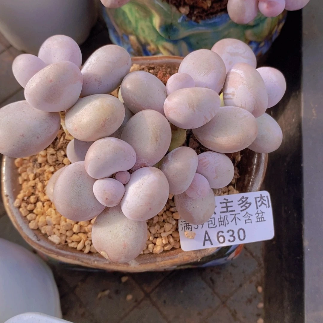 芭比奶洛9cm630多肉植物